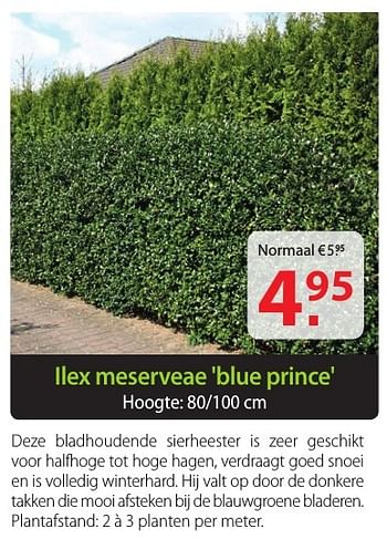 Promoties Ilex meserveae blue prince - Huismerk - Pelckmans - Geldig van 12/10/2016 tot 24/10/2016 bij Pelckmans Tuincenter