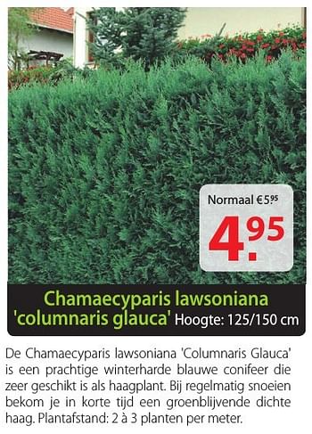 Promoties Chamaecyparis lawsoniana columnaris glauca - Huismerk - Pelckmans - Geldig van 12/10/2016 tot 24/10/2016 bij Pelckmans Tuincenter