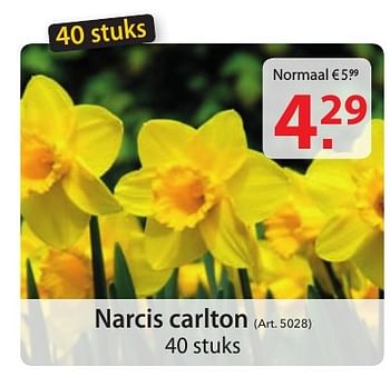 Promoties Narcis carlton - Huismerk - Pelckmans - Geldig van 12/10/2016 tot 24/10/2016 bij Pelckmans Tuincenter