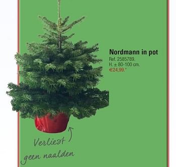 Promotions Nordmann in pot - Produit maison - Brico - Valide de 29/11/2016 à 26/12/2016 chez Brico