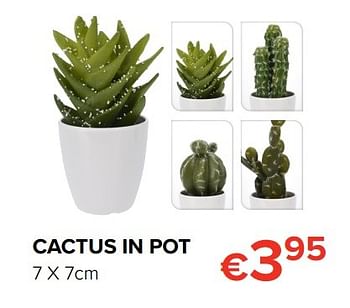Promoties Cactus in pot - Huismerk - Euroshop - Geldig van 24/03/2017 tot 17/04/2017 bij Euro Shop