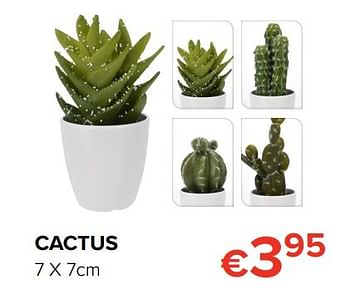 Promotions Cactus - Produit Maison - Euroshop - Valide de 24/03/2017 à 17/04/2017 chez Euro Shop