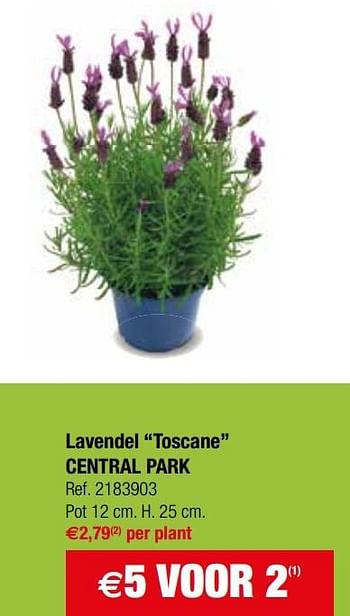 Promoties Lavendel toscane central park - Central Park - Geldig van 11/04/2017 tot 24/04/2017 bij Brico