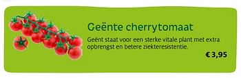Promoties Geënte cherrytomaat - Huismerk - Aveve - Geldig van 01/04/2017 tot 30/09/2017 bij Aveve