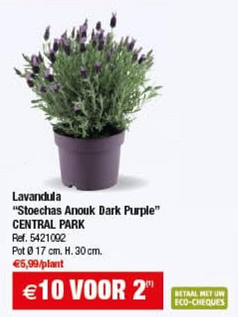 Promoties Lavendula stoechas anouk dark purple central park - Central Park - Geldig van 11/07/2017 tot 24/07/2017 bij Brico
