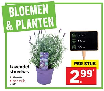 Promoties Lavendel stoechas - Huismerk - Lidl - Geldig van 17/07/2017 tot 22/07/2017 bij Lidl