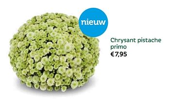 Promoties Chrysant pistache primo - Huismerk - Aveve - Geldig van 09/04/2018 tot 22/04/2018 bij Aveve