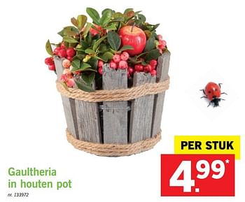 Promoties Gaultheria in houten pot - Huismerk - Lidl - Geldig van 09/10/2017 tot 14/10/2017 bij Lidl