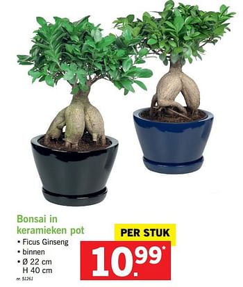 Promoties Bonsai in kermieken pot - Huismerk - Lidl - Geldig van 09/10/2017 tot 14/10/2017 bij Lidl