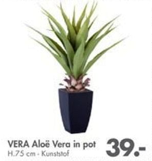 Promotions Vera aloe vera in pot - Produit maison - Casa - Valide de 02/10/2017 à 29/10/2017 chez Casa