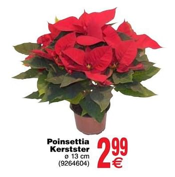 Promotions Poinsettia kerstster - Produit maison - Cora - Valide de 07/11/2017 à 20/11/2017 chez Cora