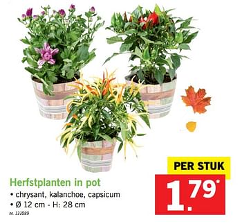 Promoties Herfstplanten in pot - Huismerk - Lidl - Geldig van 13/11/2017 tot 18/11/2017 bij Lidl