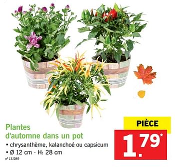 Promoties Plantes d`automne dans un pot - Huismerk - Lidl - Geldig van 13/11/2017 tot 18/11/2017 bij Lidl