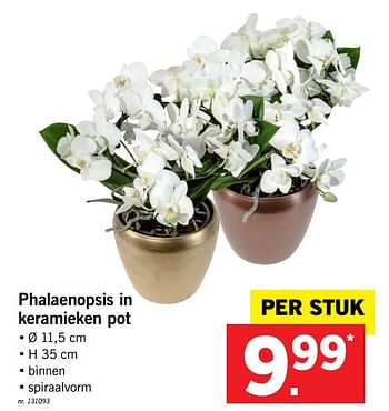 Promotions Phalaenopsis in keramieken pot - Produit maison - Lidl - Valide de 26/11/2017 à 02/12/2017 chez Lidl