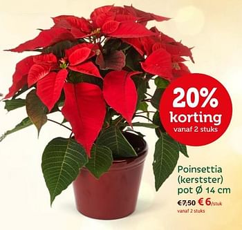 Promoties Poinsettia (kerstster) - Huismerk - Aveve - Geldig van 19/11/2017 tot 09/12/2017 bij Aveve