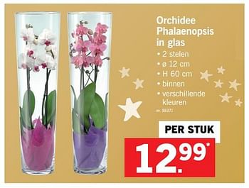 Promoties Orchidee phalaenopsis in glas - Huismerk - Lidl - Geldig van 18/12/2017 tot 24/12/2017 bij Lidl