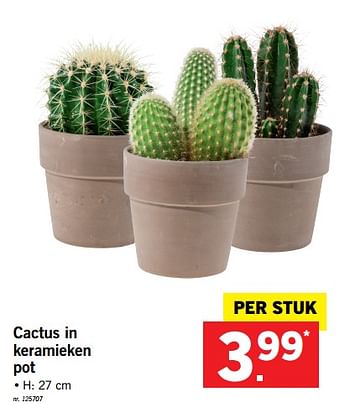 Promoties Cactus in keramieken pot - Huismerk - Lidl - Geldig van 15/01/2018 tot 20/01/2018 bij Lidl