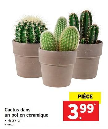 Promotions Cactus dans un pot en céramique - Produit maison - Lidl - Valide de 15/01/2018 à 20/01/2018 chez Lidl