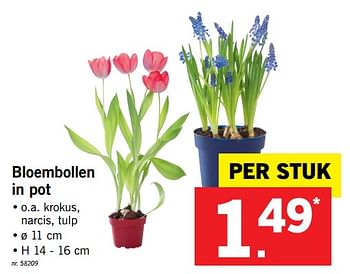 Promoties Bloembollen in pot - Huismerk - Lidl - Geldig van 22/01/2018 tot 27/01/2018 bij Lidl