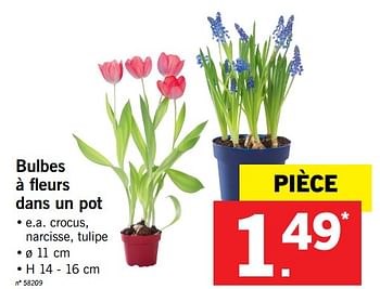 Promotions Bulbes à fleurs dans un pot - Produit maison - Lidl - Valide de 22/01/2018 à 27/01/2018 chez Lidl
