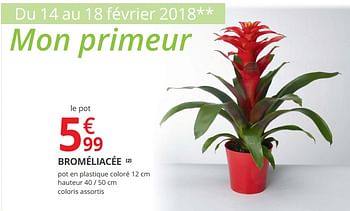 Promotions Broméliacée - Produit Maison - Auchan Ronq - Valide de 14/02/2018 à 25/02/2018 chez Auchan Ronq