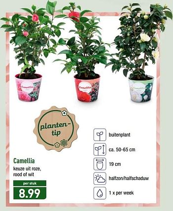 Promoties Camellia - Huismerk - Aldi - Geldig van 19/02/2018 tot 24/02/2018 bij Aldi
