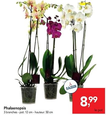 Promotions Phalaenopsis - Produit maison - Makro - Valide de 14/03/2018 à 27/03/2018 chez Makro