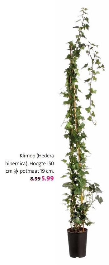 Promoties Klimop (hedera hibernica) - Huismerk - Intratuin - Geldig van 12/03/2018 tot 25/03/2018 bij Intratuin