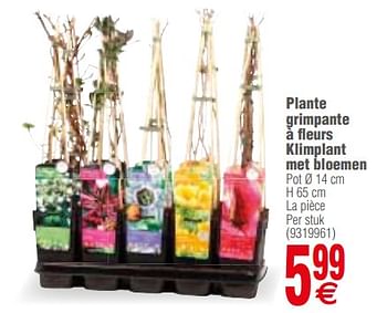 Promoties Plante grimpante a fleurs klimplant met bloemen - Huismerk - Cora - Geldig van 13/03/2018 tot 26/03/2018 bij Cora