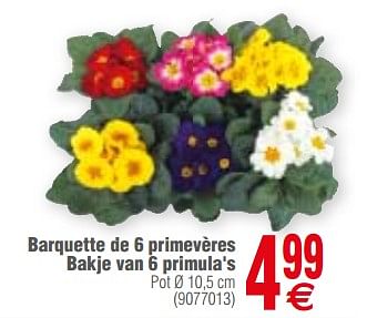 Promotions Barquette de 6 primevères bakje van 6 primula`s - Produit maison - Cora - Valide de 13/03/2018 à 26/03/2018 chez Cora