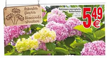 Promotions Hydrangea macrophylla bolhortensia - Produit maison - Cora - Valide de 13/03/2018 à 26/03/2018 chez Cora