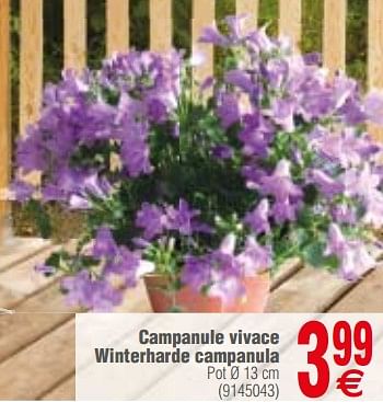 Promotions Campanule vivace winterharde campanula - Produit maison - Cora - Valide de 13/03/2018 à 26/03/2018 chez Cora