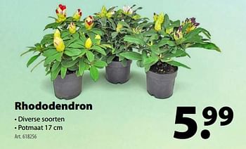 Promoties Rhododendron - Huismerk - Gamma - Geldig van 11/04/2018 tot 23/04/2018 bij Gamma