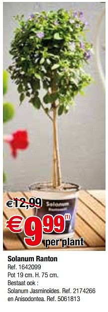 Promotions Solanum ranton - Produit maison - Brico - Valide de 11/04/2018 à 23/04/2018 chez Brico