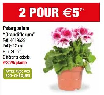 Promotions Pelargonium grandiflorum - Central Park - Valide de 11/04/2018 à 23/04/2018 chez Brico