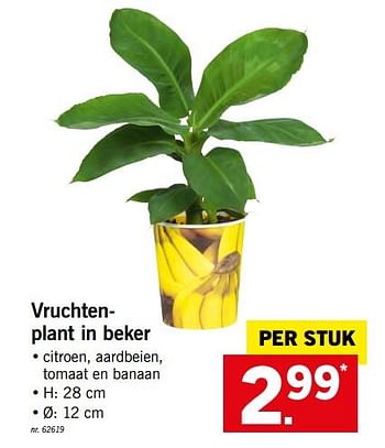 Promoties Vruchtenplant in beker - Huismerk - Lidl - Geldig van 22/04/2018 tot 28/04/2018 bij Lidl