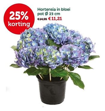 Promoties Hortensia in bloei pot - Huismerk - Aveve - Geldig van 24/04/2018 tot 06/05/2018 bij Aveve