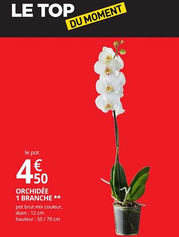 Promotions Orchidée 1 branche - Produit Maison - Auchan Ronq - Valide de 18/04/2018 à 29/04/2018 chez Auchan Ronq