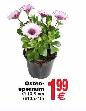 Promoties Osteospernum - Huismerk - Cora - Geldig van 24/04/2018 tot 30/04/2018 bij Cora