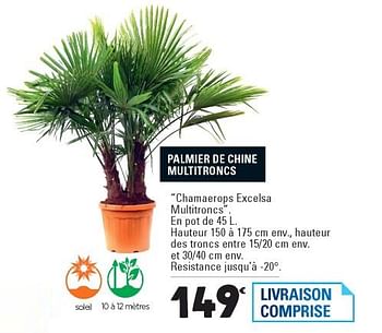 Promotions Palmier de chine multitroncs - Produit Maison - E.Leclerc - Valide de 06/02/2018 à 31/12/2018 chez E.Leclerc