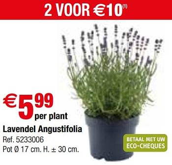 Promoties Lavendel angustifolia - Huismerk - Brico - Geldig van 09/05/2018 tot 28/05/2018 bij Brico