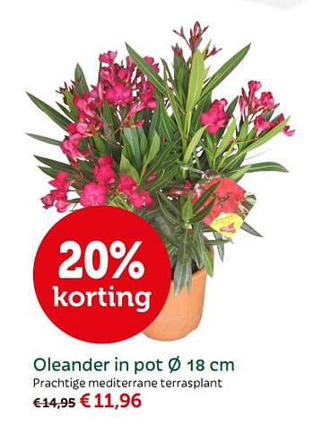 Promoties Oleander in pot - Huismerk - Aveve - Geldig van 08/05/2018 tot 19/05/2018 bij Aveve