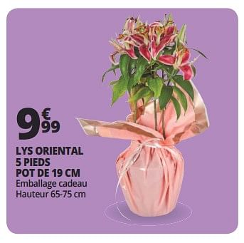 Promotions Lys oriental 5 pieds pot de 19 cm - Produit Maison - Auchan Ronq - Valide de 16/05/2018 à 26/05/2018 chez Auchan Ronq