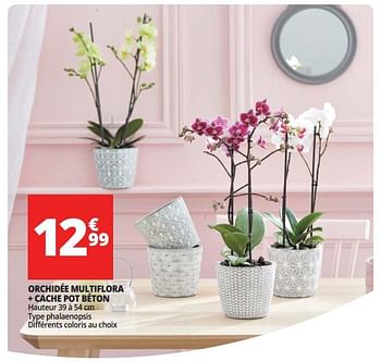 Promotions Orchidée multiflora + cache pot béton - Produit Maison - Auchan Ronq - Valide de 16/05/2018 à 26/05/2018 chez Auchan Ronq