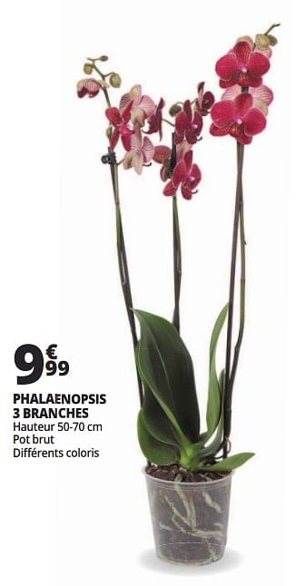 Promotions Phalaenopsis 3 branches - Produit Maison - Auchan Ronq - Valide de 16/05/2018 à 26/05/2018 chez Auchan Ronq
