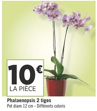 Promotions Phalaenopsis 2 tiges - Produit Maison - Géant Casino - Valide de 16/05/2018 à 27/05/2018 chez Géant Casino