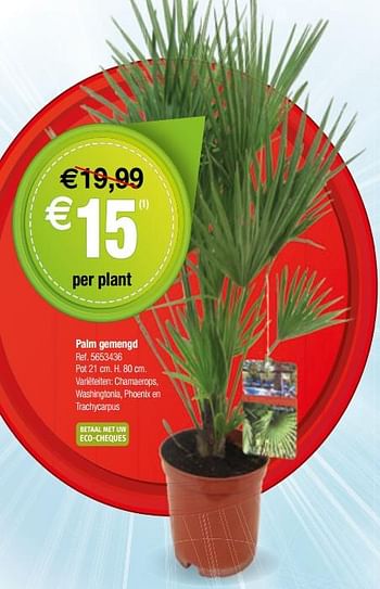 Promoties Palm gemengd - Huismerk - Brico - Geldig van 13/06/2018 tot 25/06/2018 bij Brico