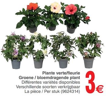 Promoties Plante verte-fleurie groene - bloemdragende plant - Huismerk - Cora - Geldig van 12/06/2018 tot 25/06/2018 bij Cora