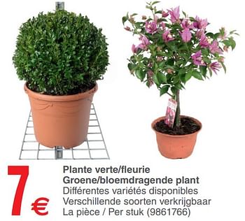 Promoties Plante verte-fleurie groene-bloemdragende plant - Huismerk - Cora - Geldig van 12/06/2018 tot 25/06/2018 bij Cora
