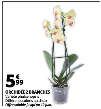 Promoties Orchidée 2 branches - Huismerk - Auchan - Geldig van 13/06/2018 tot 19/06/2018 bij Auchan